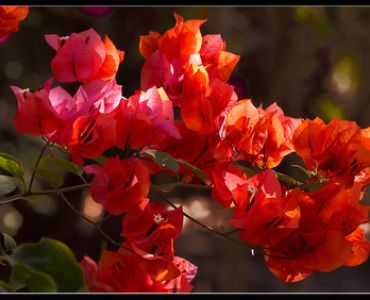Бугенвилия (Bougainvillea) - оранжева