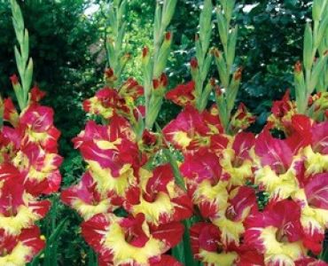 гладиол Stereo