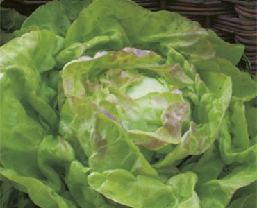 салата Ragina di Maggio`SG