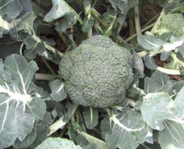 Броколи TRI - 9055 F1