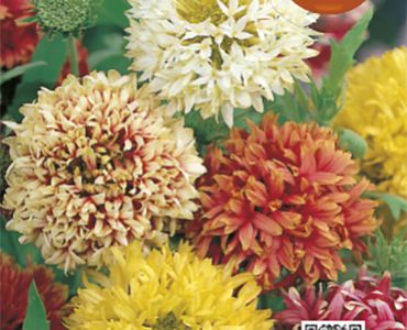 Гайлардия кичеста`SG