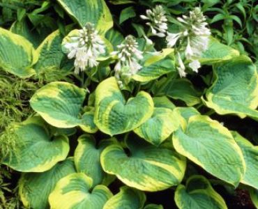 Хоста Frances Williams