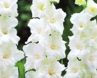 гладиол White Prosperity