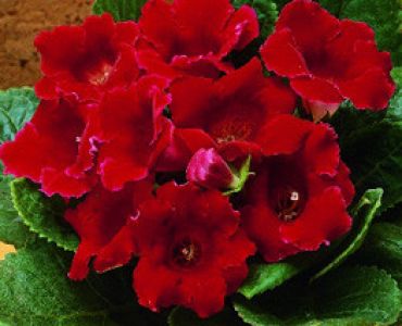 глоксиния Defiance