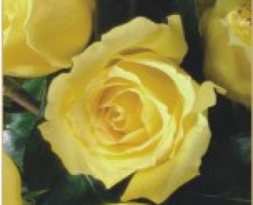 Храстовидна роза 003