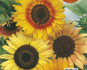 Слънчоглед декоративен