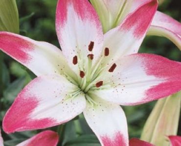 Лилиум Lollypop