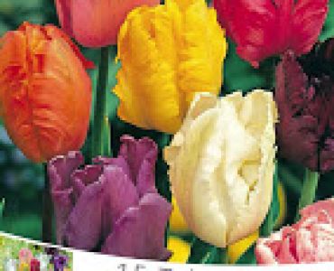 Лалета Parrot микс 15 бр (пакет)