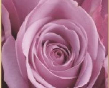 Храстовидна роза 006