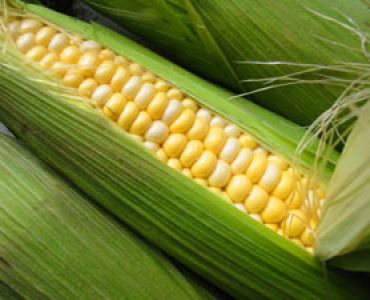 захарна царевица Хани бантам F1