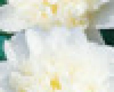 Камелия бяла (Camellia japonica)