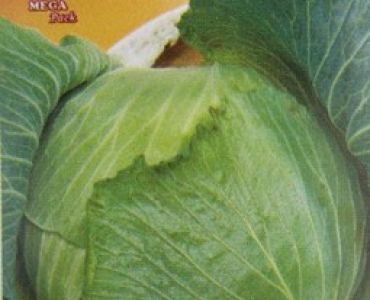 зеле Брунсуик