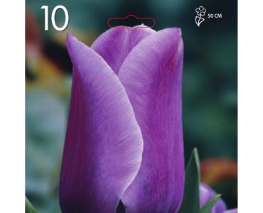 Лале Triumph-Blue