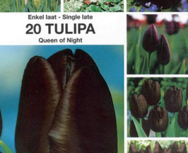 лале Queen of night (пакет 25 луковици)