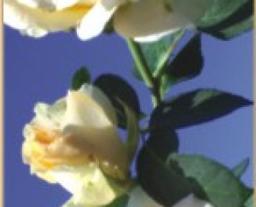 Храстовидна роза 018