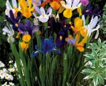ирис Hollandica gemengd 8/9