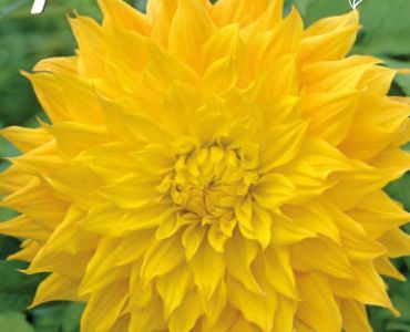 Далия Decorative Golden Emblem