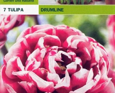 лалета Drumline (1 оп - 7 луковици)