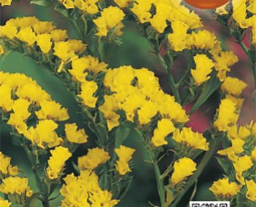 Лимониум - жълт`SG