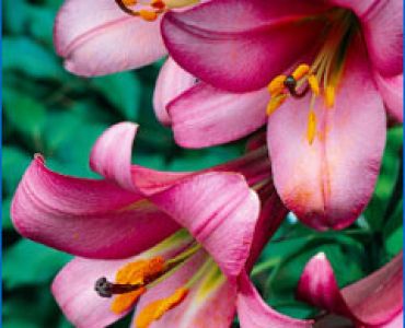 лилиум тромпет Pink Perfection