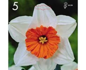 Нарцис Large-Cupped Slim Whitman