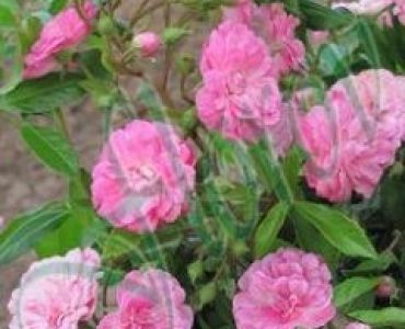 Облагородена бордюрна роза Флоров: Каталожен номер 35