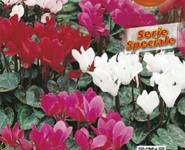 Циклама`SG