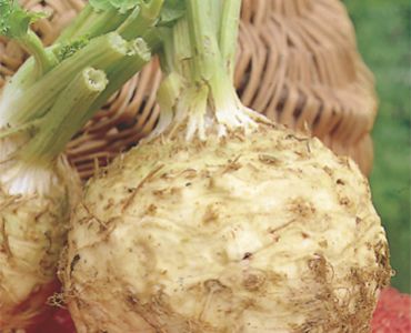 целина глави`SG