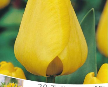 Лалета Geel - Yellow (пакет - 20 луковици)