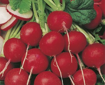 репички Чери`SG