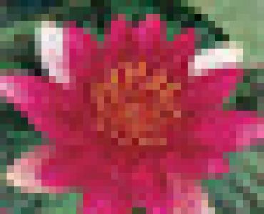 водна лилия Цикламена