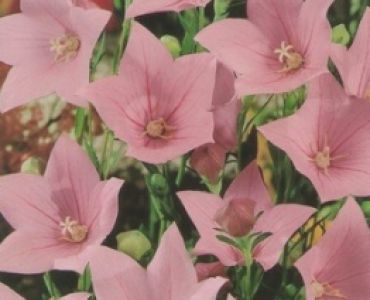 Платикодон Розов