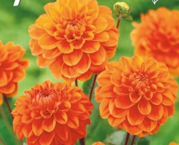 Далия Decorative Orange Nugget (ниска)