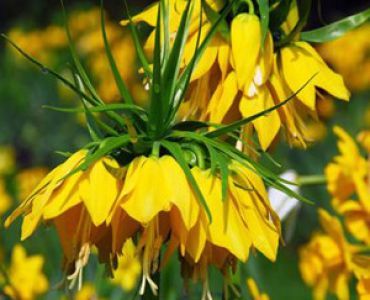 Фритилария - Fritillaria Imperialis Lutea