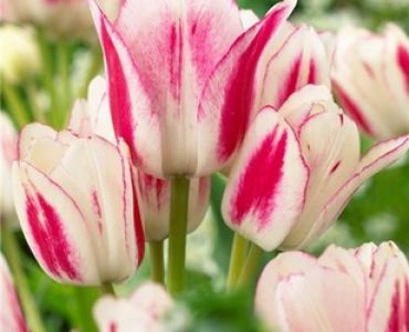 лале Multiflora Candy Club