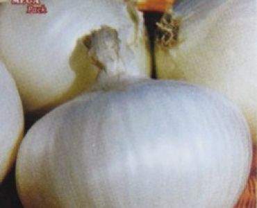 лук Бяла кралица