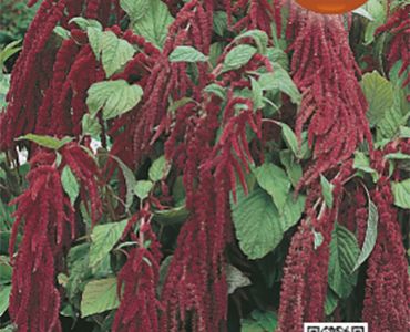 Амарантус`SG