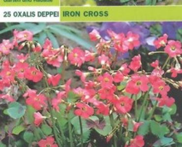 Оксалис (четирилистна детелинка)