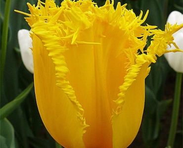 Лале Crispa hamilton