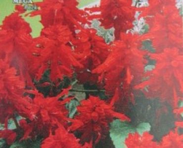 Салвия - пламъче