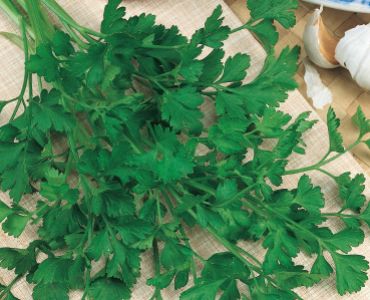 магданоз Фестивал`SG