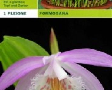 Плейоне - Pleione formosana