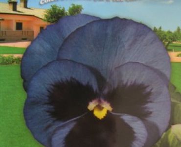 теменуга Синя с черно сърце