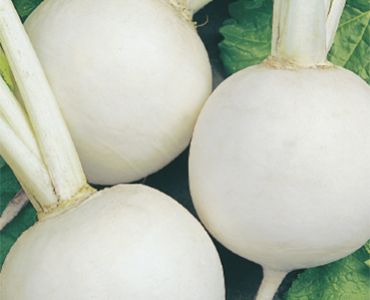 ряпа Бяла кръгла`SG