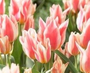 лале Multiflora Quebec