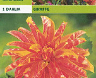 далия Giraffe