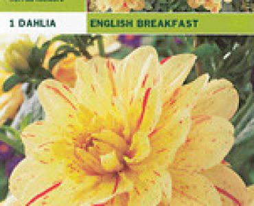 далия English Breakfast