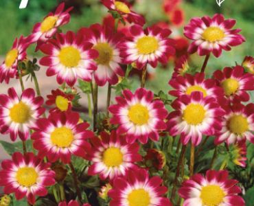 Далия Top-Mix Sweetheart (ниска)