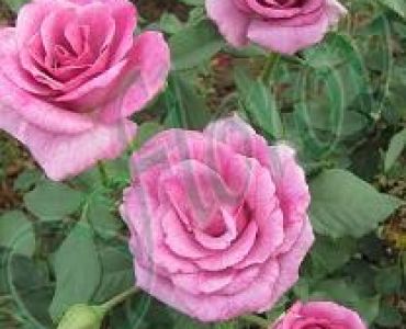 Облагородена храстовидна роза Флоров: Каталожен номер 05