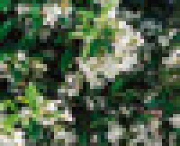 Жасмин - Trachelospermum jasminoides